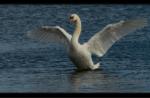 H�ckerschwan