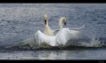 H�ckerschwan