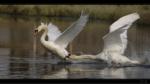 H�ckerschwan