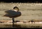 H�ckerschwan