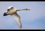 Singschwan