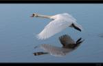 H�ckerschwan