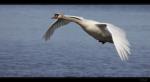 H�ckerschwan