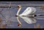 H�ckerschwan
