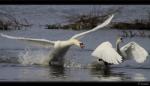 H�ckerschwan