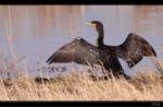 Kormoran