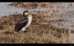 Kormoran