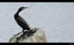 Kormoran