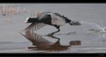Bl��huhn