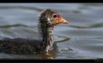 Bl��huhn