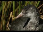 Teichhuhn