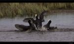 Bl��huhn