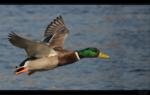 Stockente