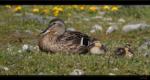 Stockente