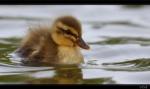 Stockente