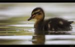 Stockente