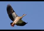 Nilgans