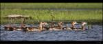 Nilgans