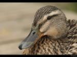 Stockente