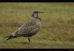 Silberm�we