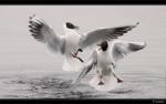 Lachm�we