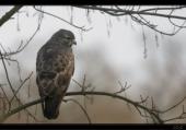 M�usebussard auf Warte