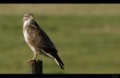 M�usebussard auf Warte
