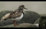 Steinw�lzer