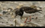 Steinw�lzer