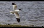 S�belschn�bler