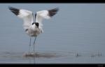 S�belschn�bler