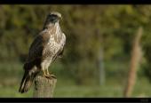 M�usebussard auf Warte
