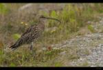 Gro�er Brachvogel