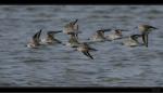 Alpenstrandl�ufer