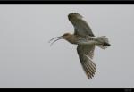 Gro�er Brachvogel
