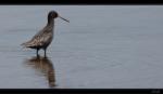 Dunkler Wasserl�ufer