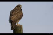 M�usebussard auf Warte