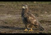 M�usebussard