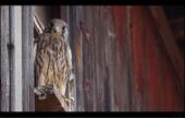Turmfalke