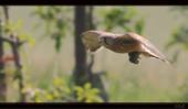 Turmfalke