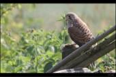 Turmfalke