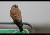 Turmfalke