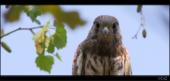 Turmfalke