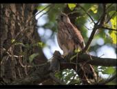 Turmfalke