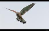 Turmfalke