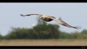 Seeadler / Fehmarn