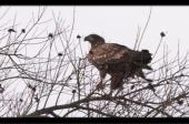Seeadler / Elbe